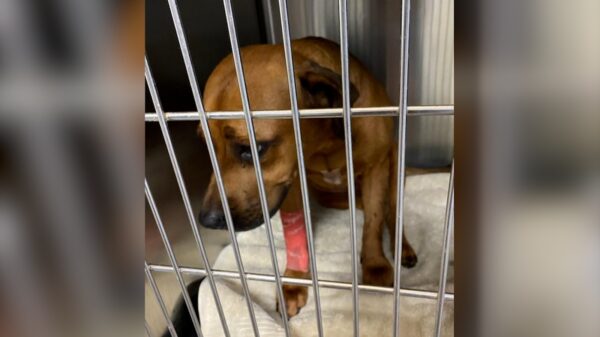 (Cotesía de Austin Pets Alive!)