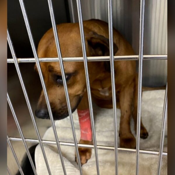 (Cotesía de Austin Pets Alive!)