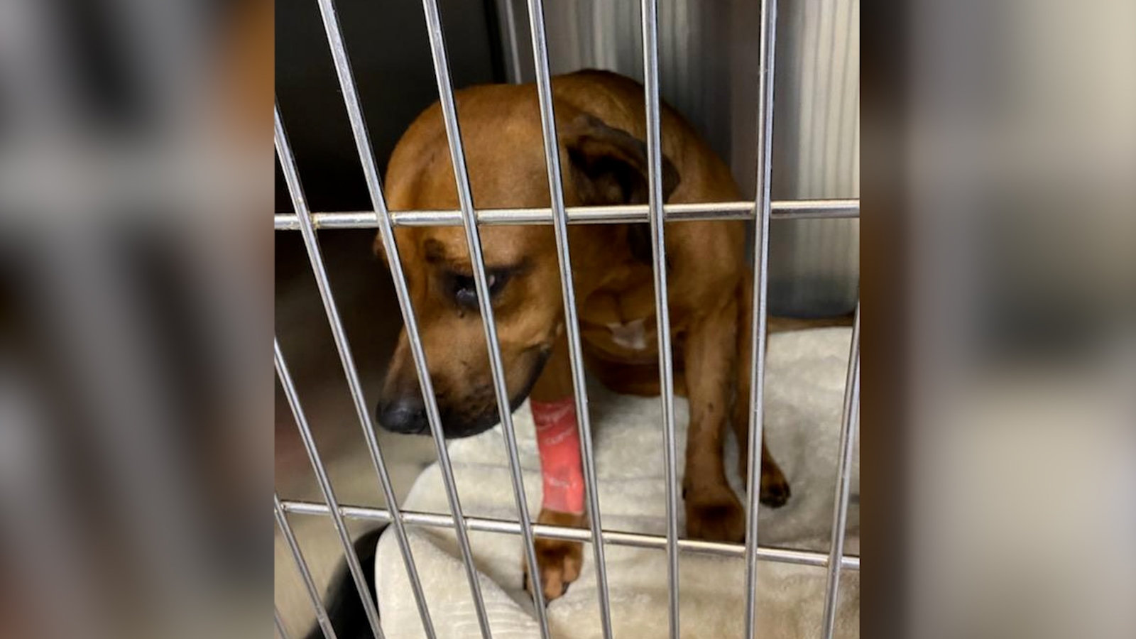 (Cotesía de Austin Pets Alive!)